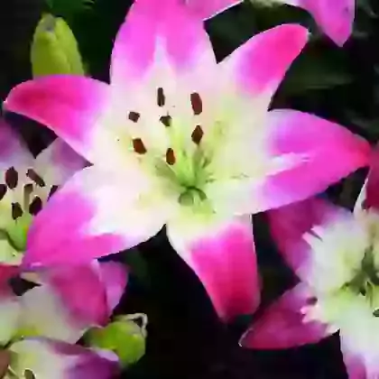 Asiatic Hybrids